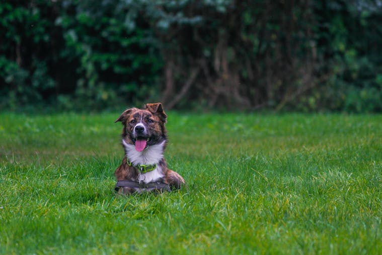 Adorable Australian Shepherd dog enjoying a sunny day in a lush Manchester park.