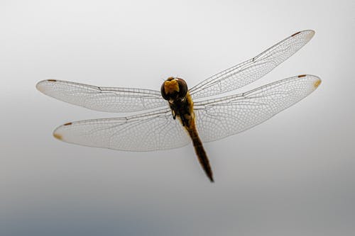 Gratis lagerfoto af dragonfly wing, flyve, guldsmed
