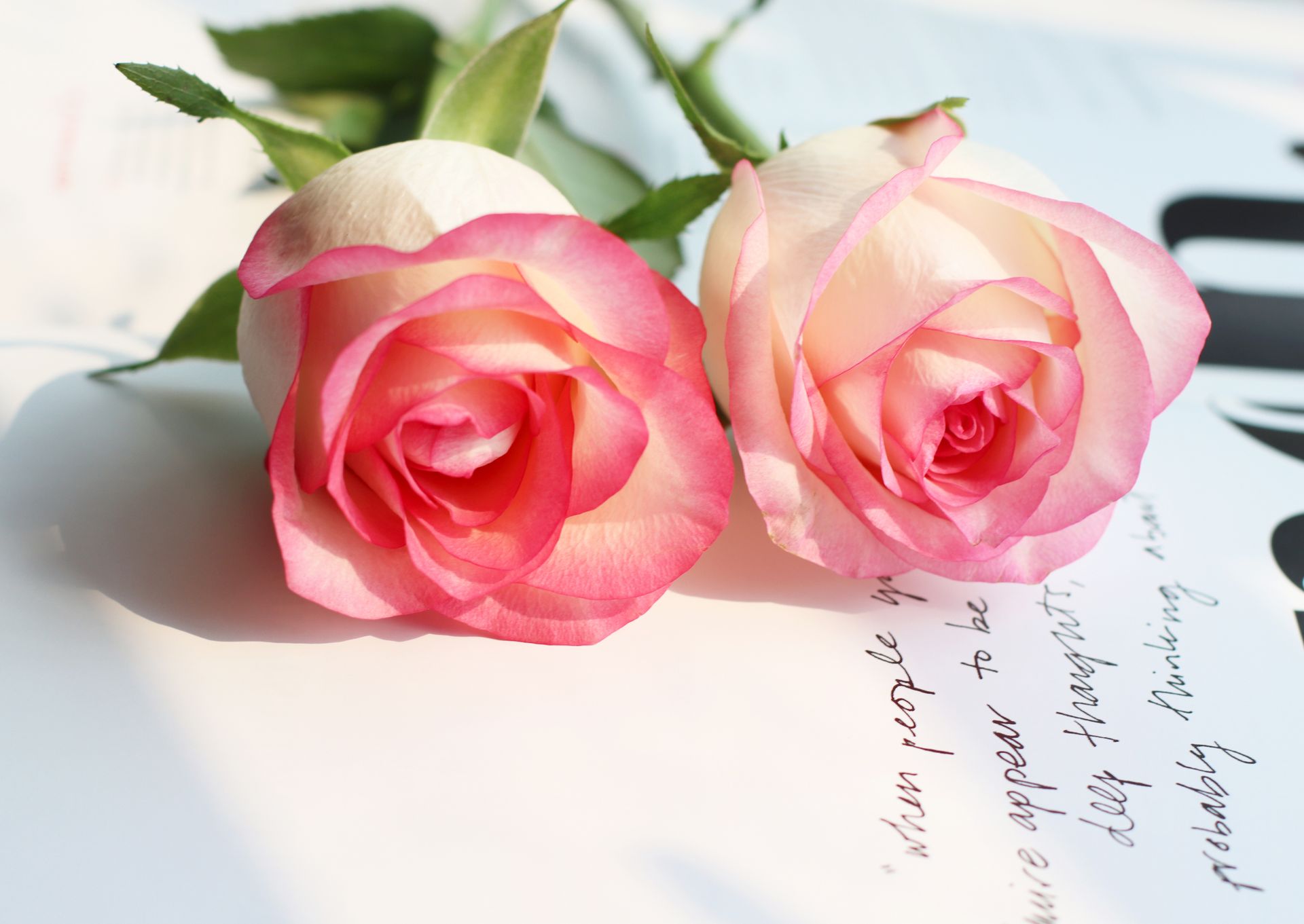 Beautiful close-up of pink roses placed elegantly on a white paper background.