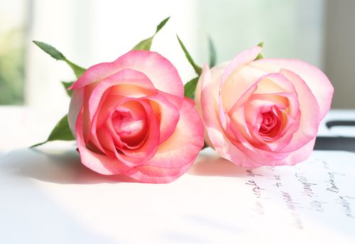 Free Two elegant pink roses on a white surface, capturing their vibrant petals in natural light. Stock Photo