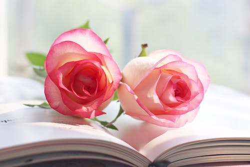 バラ, ピンクの花, フラワーズの無料の写真素材