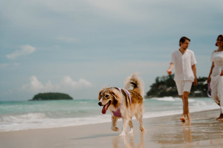 Man And Woman Walking Their Dog On The Beach 