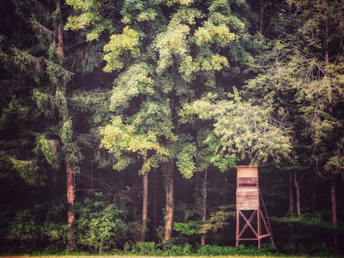 Безкоштовне стокове фото на тему «дерева, Деревина, заводи» стокове фото