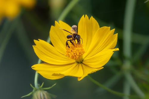 Photo of Bee on Yellow Flower