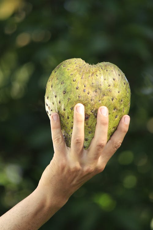 Person Holding Green Fruit
