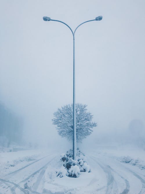 Imagine de stoc gratuită din acoperit de zăpadă, arbore, cețos