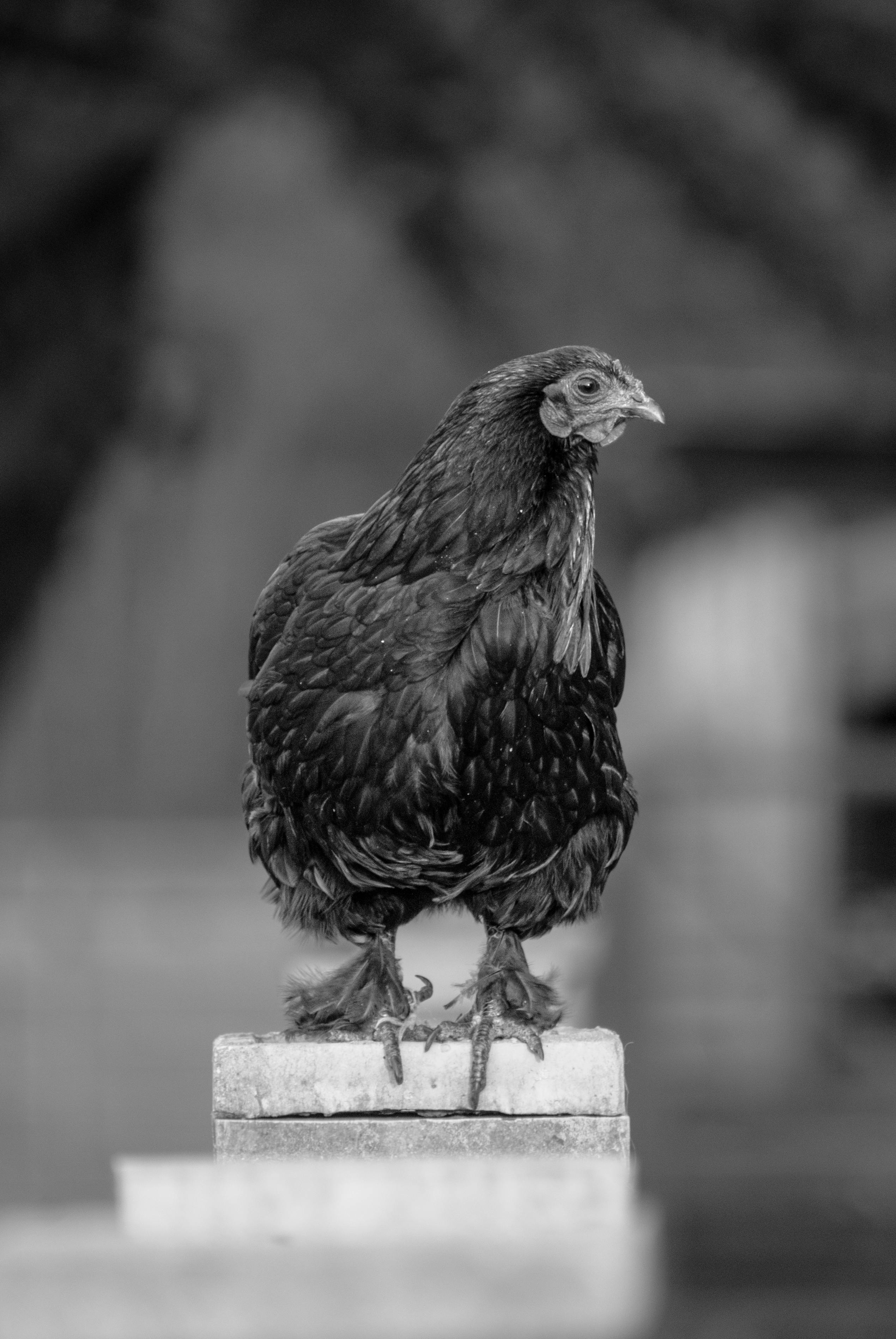 grayscale photo of a chicken