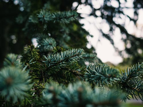 Foto d'estoc gratuïta de acícula, arbre, branques