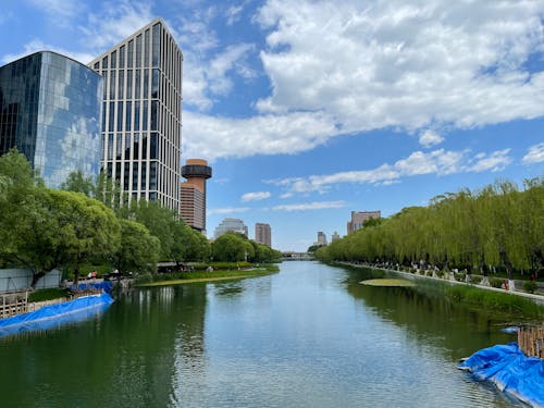 Green Trees Near Body of Water