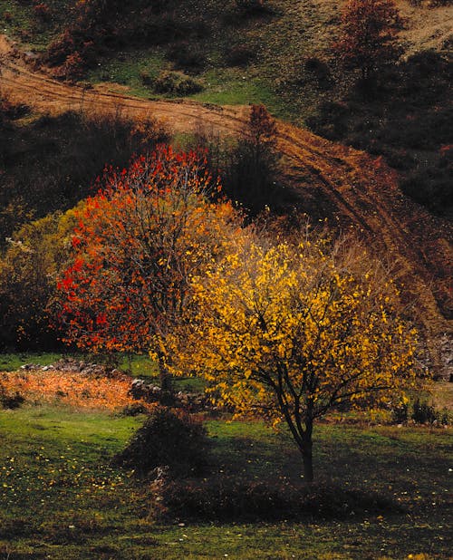 Foto d'estoc gratuïta de arbres, camí de carro, camp