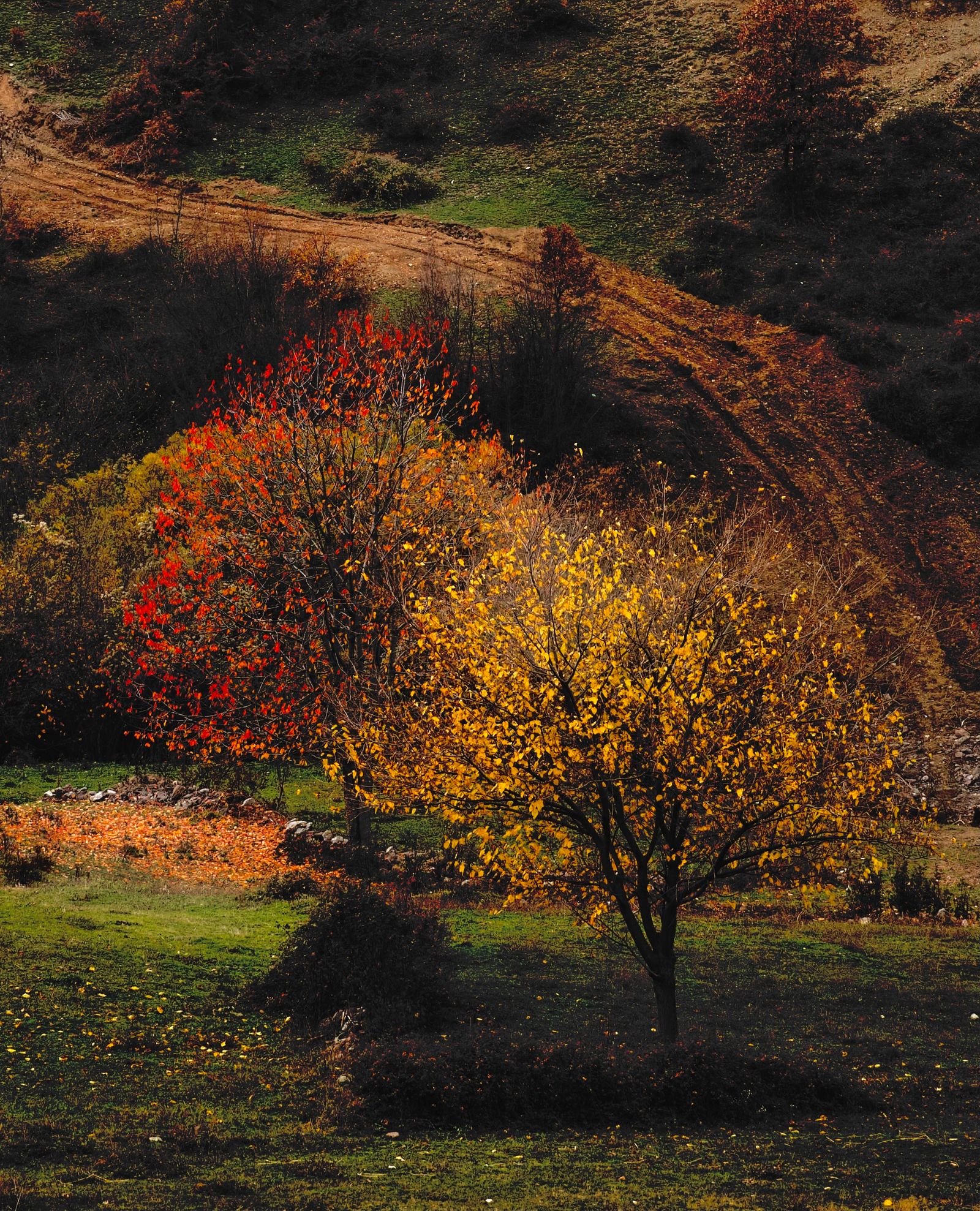 Red and gold autumn trees beside a dirt track in the hills near Kukës, Albania