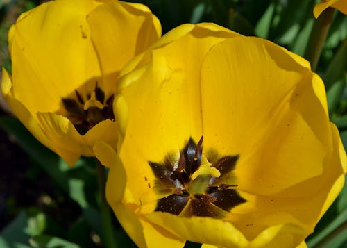 チューリップ, 花びら, 花弁の無料の写真素材