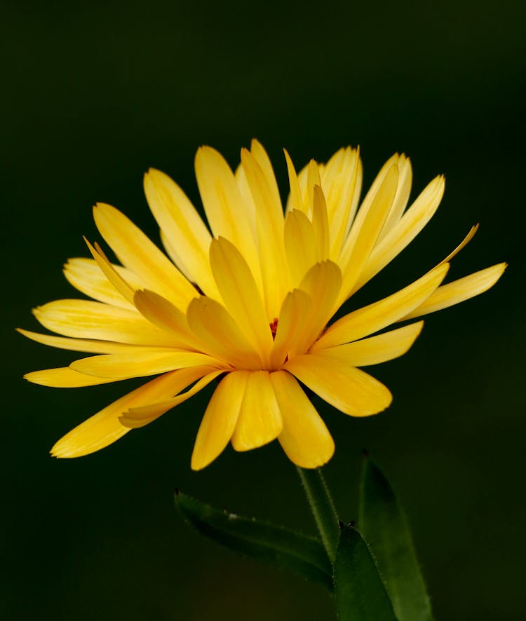 A Yellow Flower In Close-up Shot