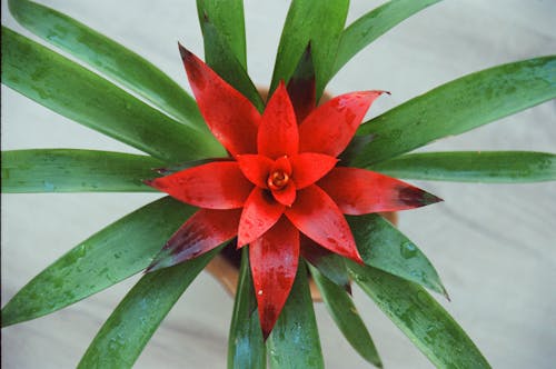 Kostnadsfri bild av blomfotografi, guzmania, löv