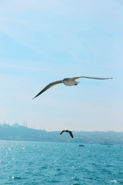 A crab cutter on the North Sea with spread out nets pulls a flock of  seagulls behind it - a Royalty Free Stock Photo from Photocase