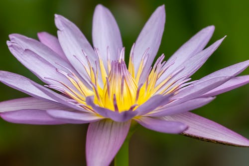 Gratis lagerfoto af åkande, blomsterplante, blomstrende