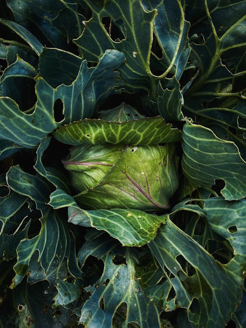 Fresh Green Cabbage 