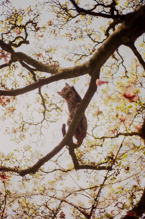 A Low Angle Shot of a Cat on Tree Branch