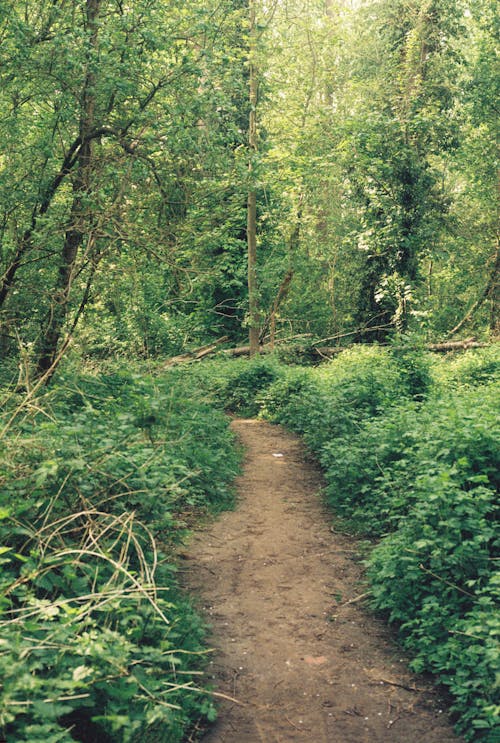 A Trail in the Forest