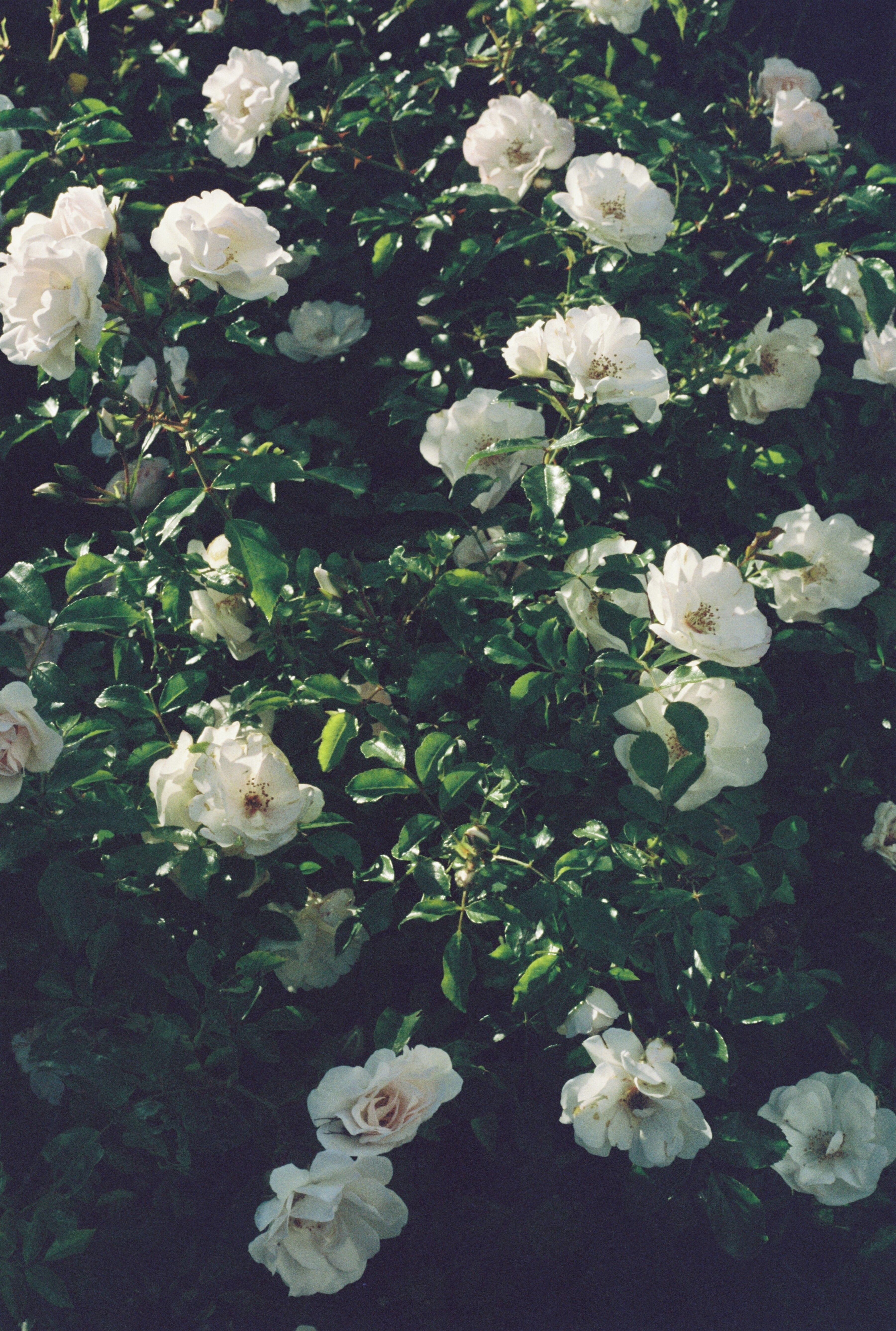 Beautiful white roses blooming vibrantly among lush green leaves. Captured outdoors during the day.