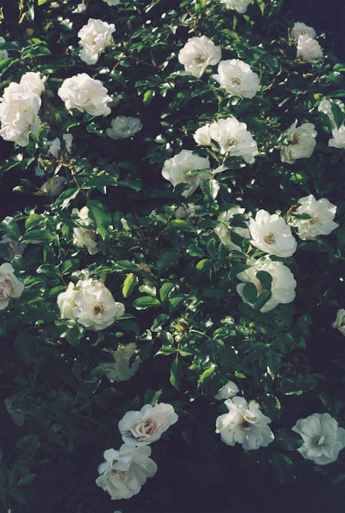 คลังภาพถ่ายฟรี ของ การเจริญเติบโต, กำลังบาน, ดอกไม้สีขาว