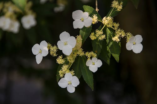 華八仙  Hydrangeaceae Hydrangea chinensis