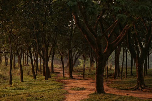 Darmowe zdjęcie z galerii z chodnik, duże drzewa, fotografia przyrodnicza