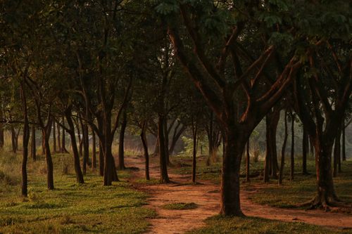 Free A tranquil forest pathway surrounded by dense trees at sunset, perfect for nature exploration. Stock Photo