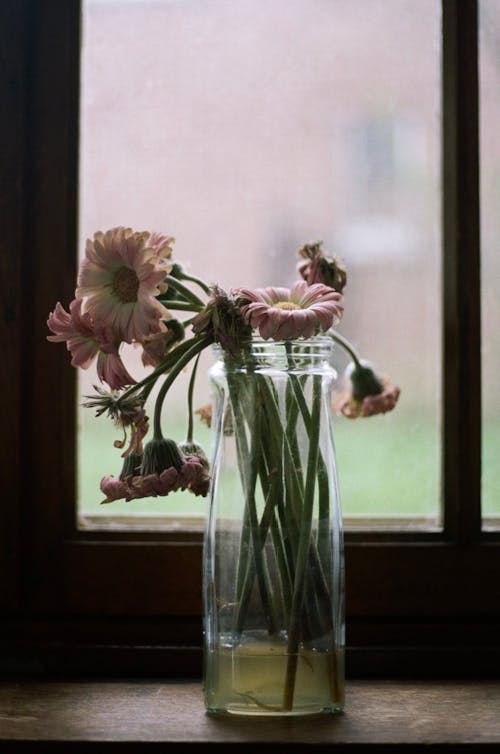 Pink Wilted Flowers in Clear Glass Vase