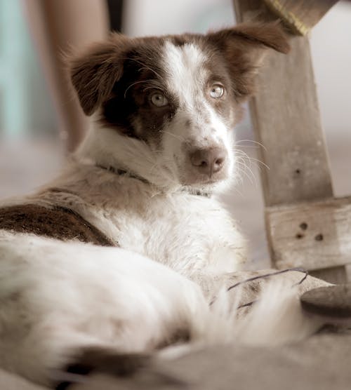 Immagine gratuita di addomesticato, avvicinamento, border collie