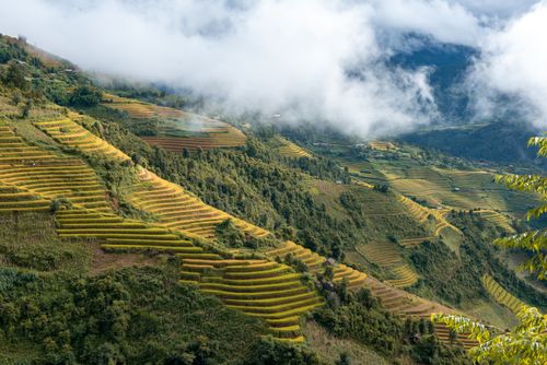 Free Aerial view of lush rice terraces on a mountainside with clouds casting shadows, creating a serene agricultural landscape. Stock Photo