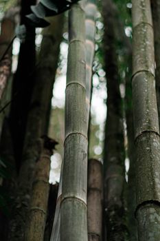 old aged bamboo stalks