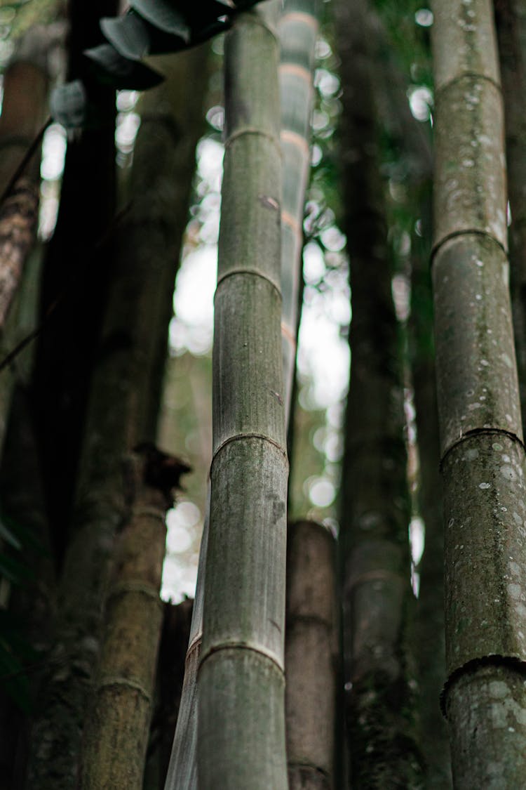 Close-Up Shot Of Green Bamboo Tree