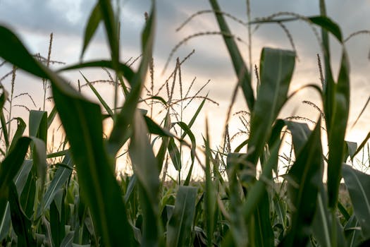 Cornfield in Jibert, Romania captured at sunset, showcasing tall corn stalks and a serene countryside atmosphere.