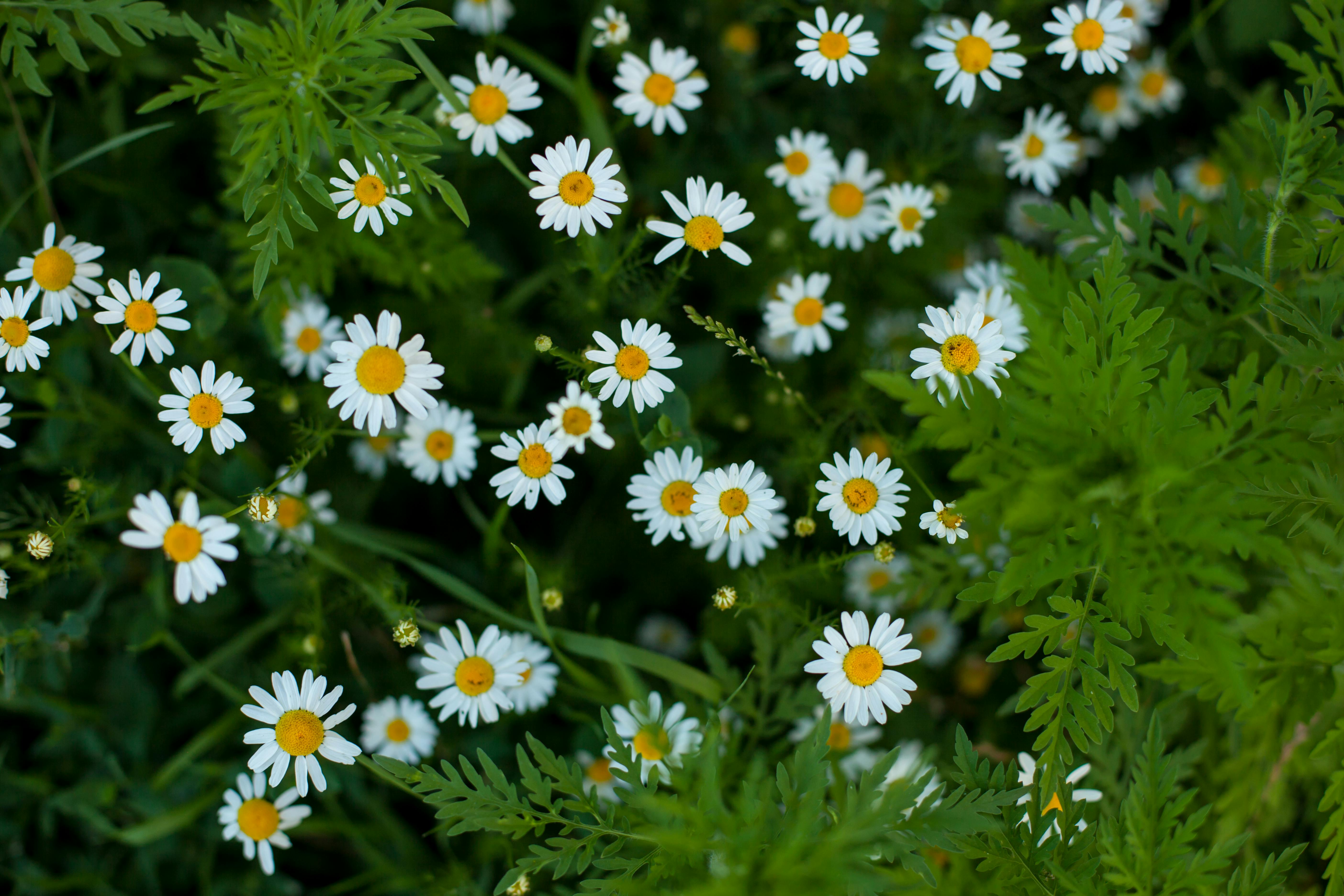 Free stock photo of flowers, green, natural flowers