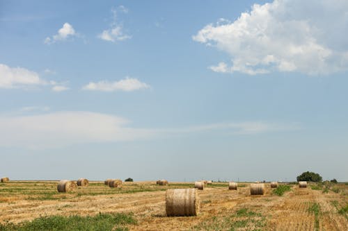Free Hay Bales on the Field Stock Photo