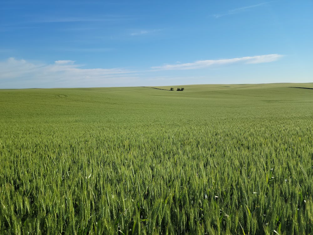 Wheat Field under Blue Sky