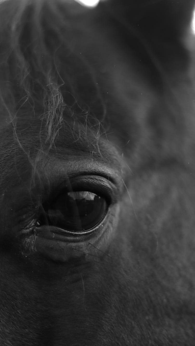 Grayscale Photo Of Horse Eye