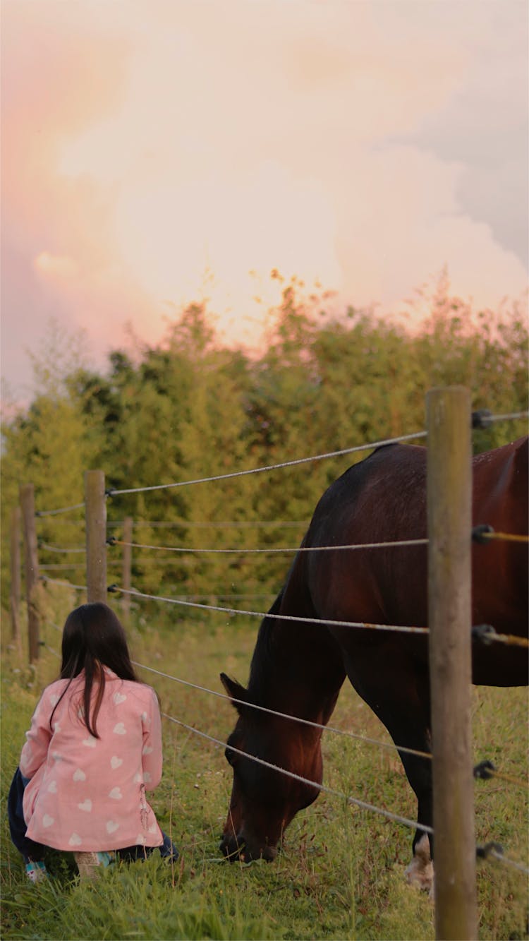 A Horse Eating A Grass 