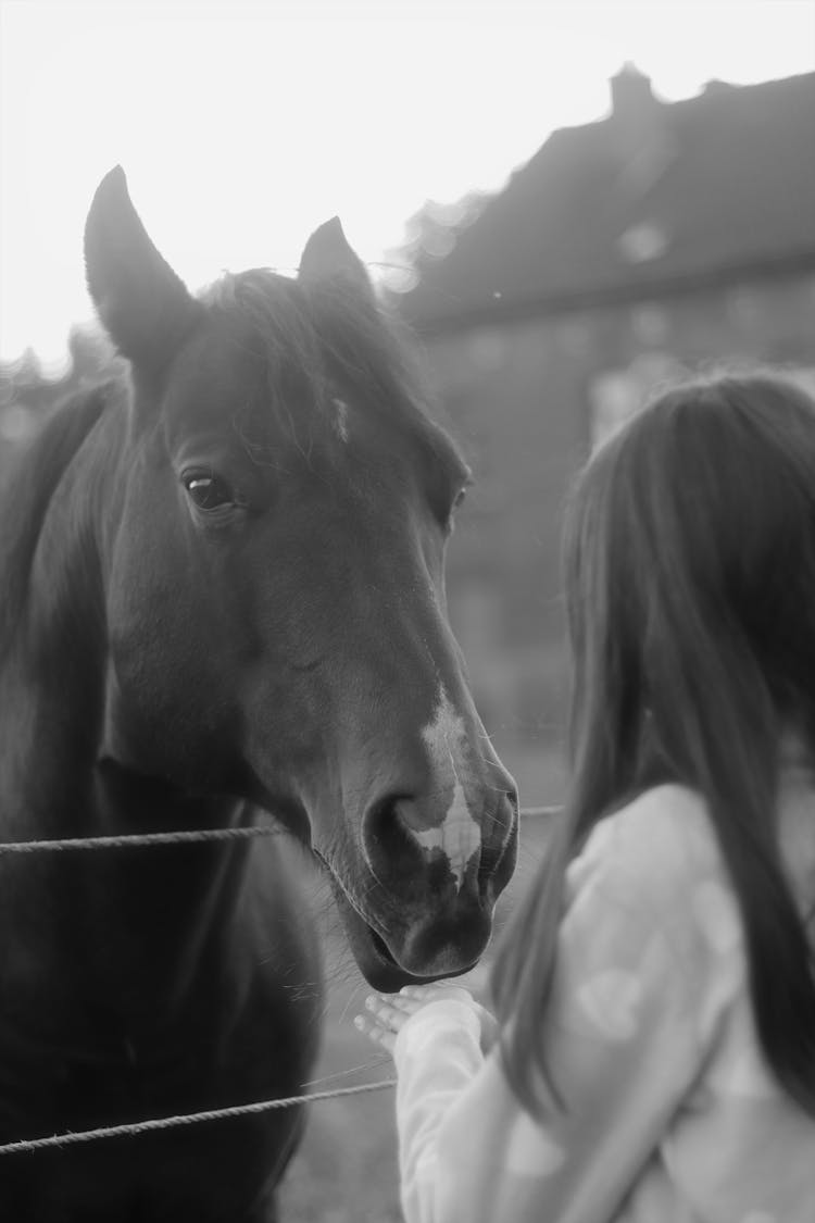 Girl Petting The Horse Over The Fence 