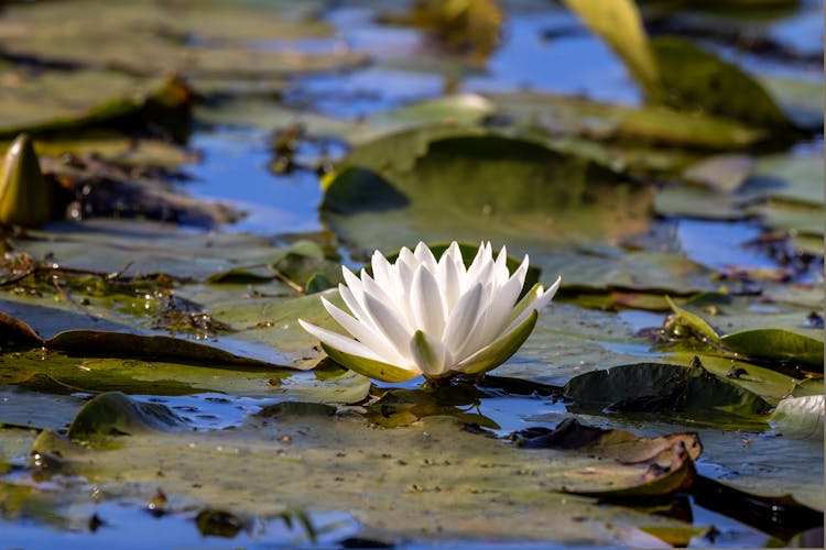 Lotus Flower Among Water Lilies