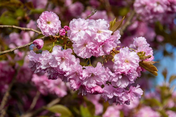 Pink Flowers In Full Bloom