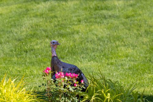 Free A wild turkey stands among vibrant pink flowers in a lush garden setting. Stock Photo