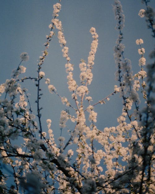 คลังภาพถ่ายฟรี ของ กำลังบาน, กิ่งไม้, ดอกไม้สีขาว