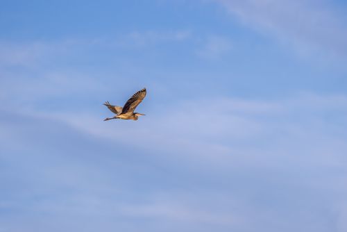 Free A graceful heron captured mid-flight with a vibrant blue sky backdrop in Sudbury, MA. Stock Photo