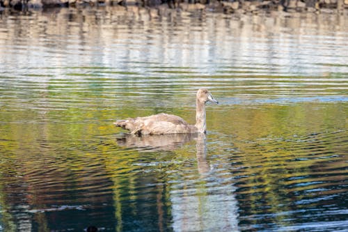 Photo of Swan on Body of Water