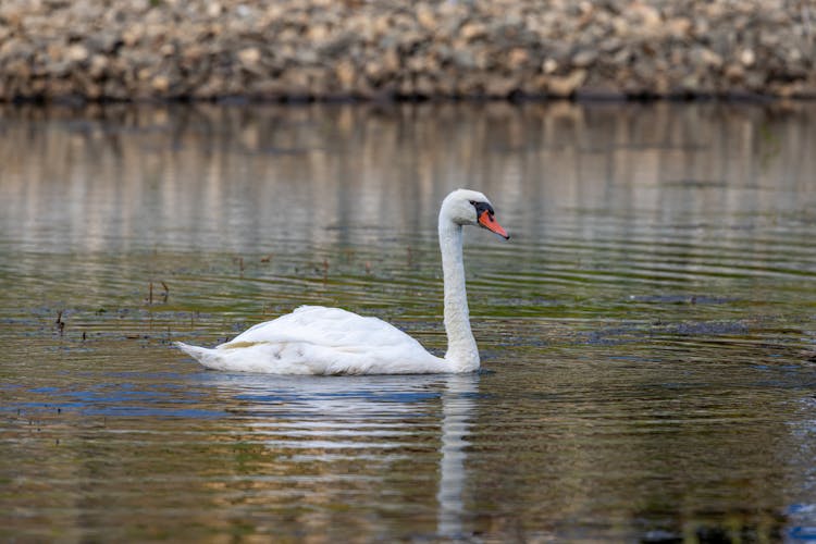 A Mute Swan On The Water