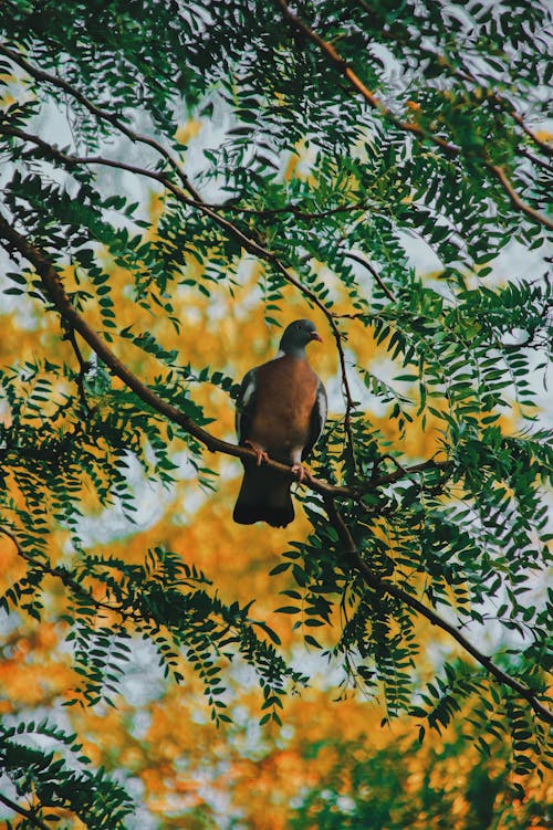 Darmowe zdjęcie z galerii z być może, drzewo, fotografia ptaków