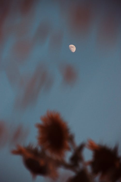 Immagine gratuita di cielo, girasoli, luna