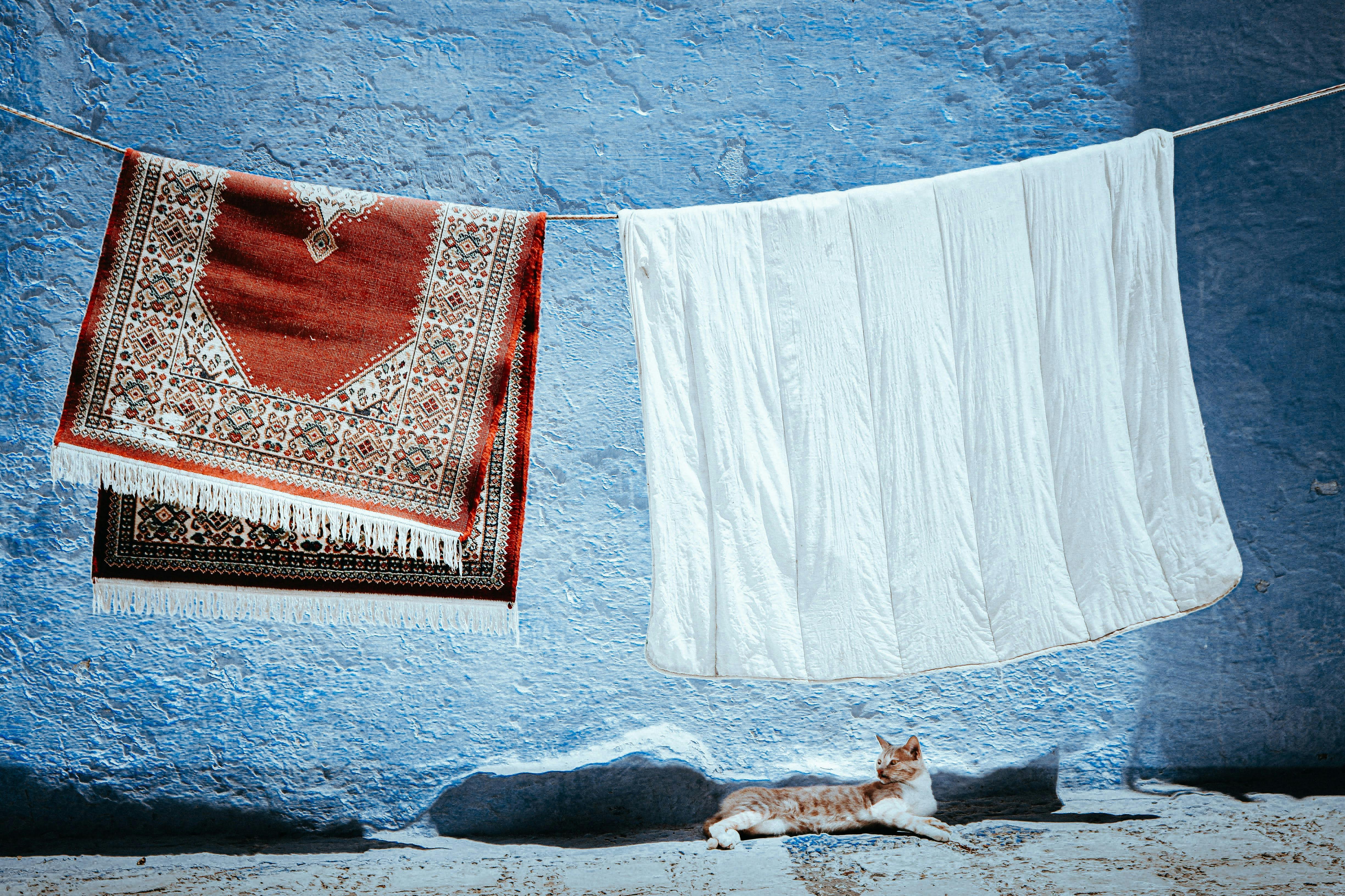 A serene scene of a cat relaxing under a hanging carpet and blanket on a blue wall.